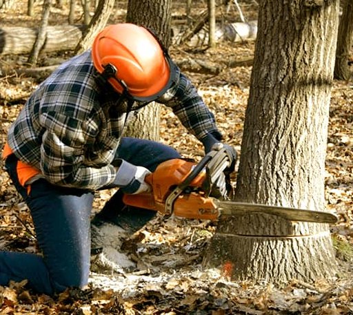 Tree Removal in Los Indios, TX